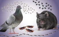 הדברה והרחקת מזיקים